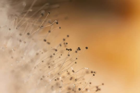 Close-up photograph of fungi and their spores