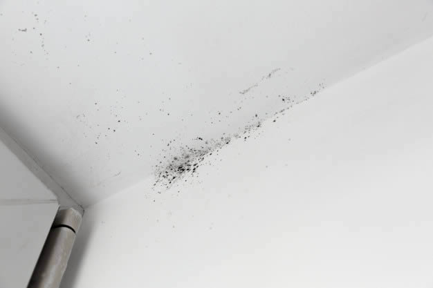 Mold stains corroding ceiling