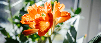 dehumidifiers-for-production-of-flowers